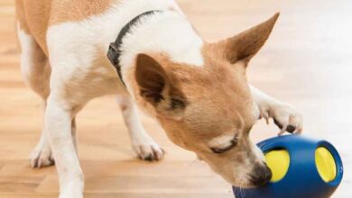 Гаджеты для собак