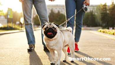 tild3162 3061 4163 b538 633662386361 shutterstock 1166466 960x540 1