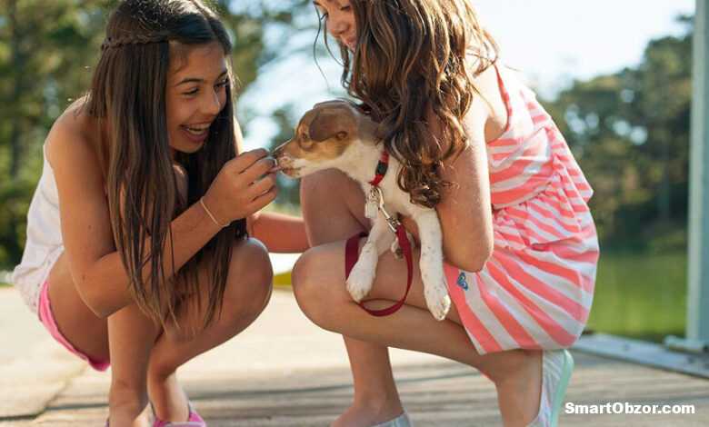 Лучшие шлейки для собак 2025 - как выбрать идеальную 1 tild6132 6266 4565 b331 633234343266 girls 5801275 1280 960x540 1