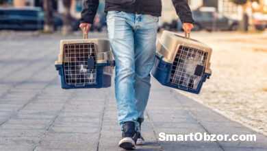 top luchshie perenoski dlya koshek 960h540 960x540 1