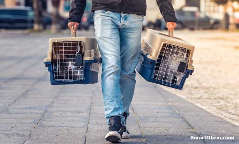 Лучшие переноски для кошек: обзор удобных и безопасных моделей 1 top luchshie perenoski dlya koshek 960h540 960x540 1